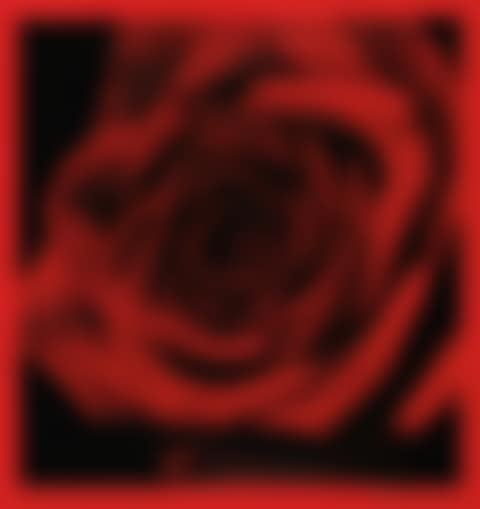 STUDY FOR ROSE #31 (preview)