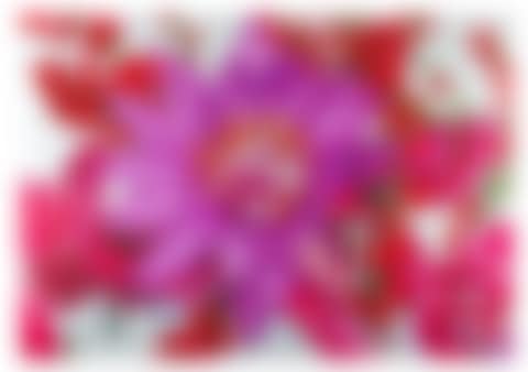Ice Desert Rose (preview)