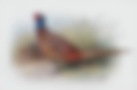 Cock and Hen Pheasant (preview)
