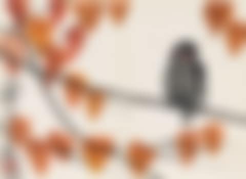 Bird on a Branch (preview)