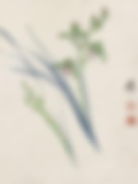 Orchid (preview)