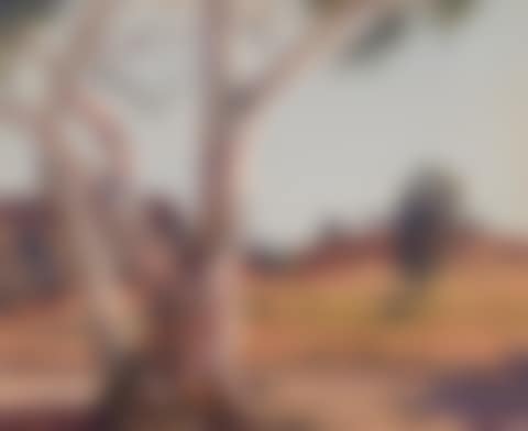 Lone Gum at Mount Gillen (preview)