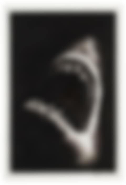 STUDY FOR SHARK 7 (preview)