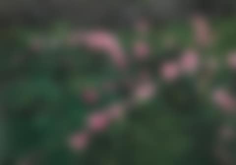 LARGE ROSE PAINTING (NEAR VAN GOGH'S GRAVE) (preview)