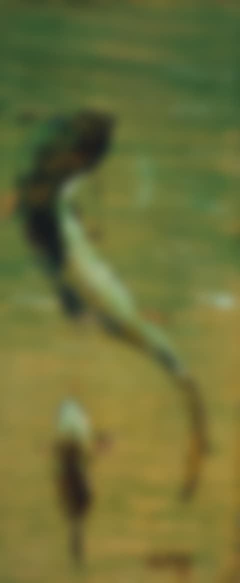 Ohio River Catfish (preview)