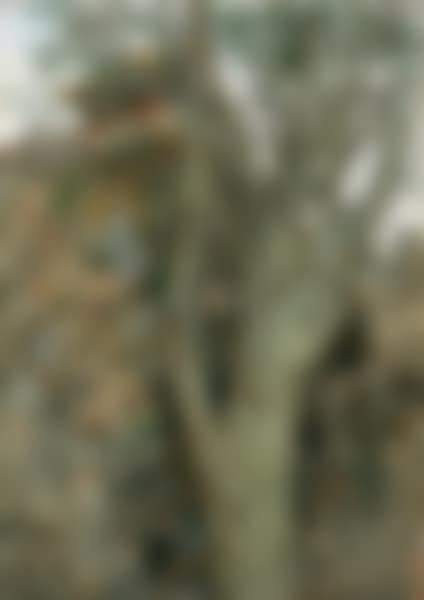 A Lacebark Pine Of The Former Imperial Palaces (preview)