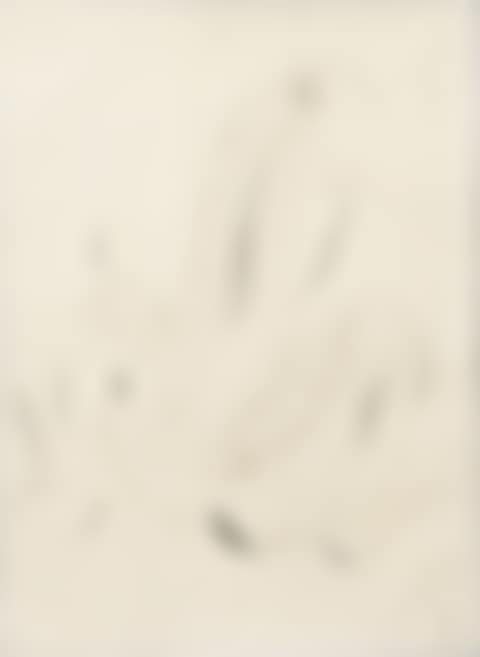 NU DE DOS (preview)