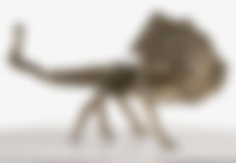 THE HIPPOCAMPE (preview)