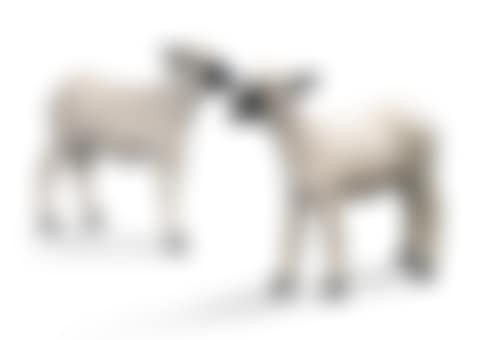 Agneaux (preview)