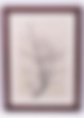 Zweig (preview)
