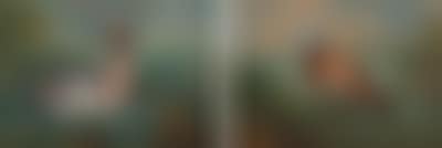 A stiff-tailed duck; and A widgeon (preview)