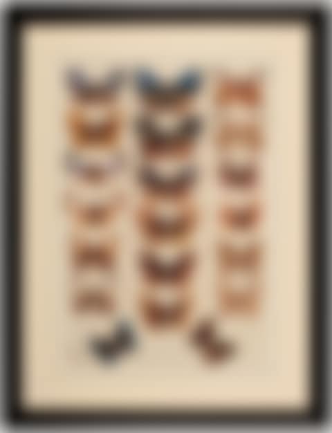 STUDIES OF BUTTERFLIES (preview)
