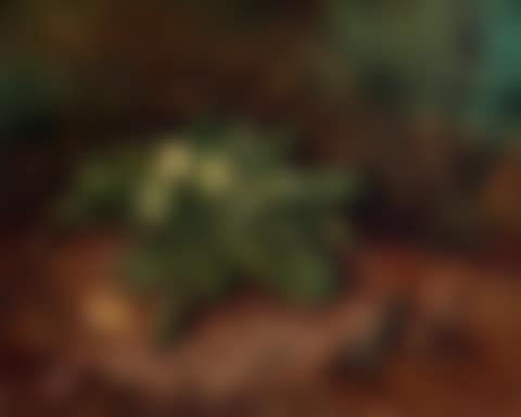 Primroses (preview)