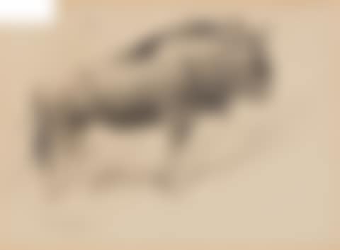 Study of a Bison; Study of a Goat (Capra Falconeri) (preview)