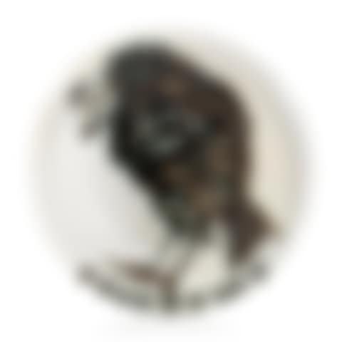 Oiseau au ver (A.R. 172) (preview)