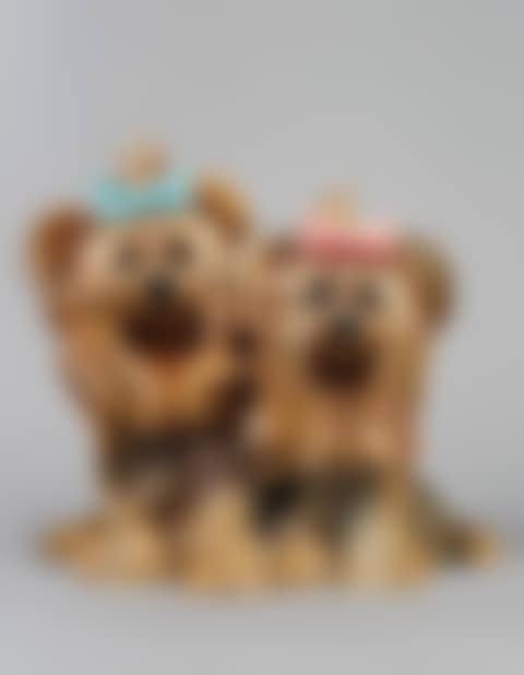 YORKSHIRE TERRIERS (preview)