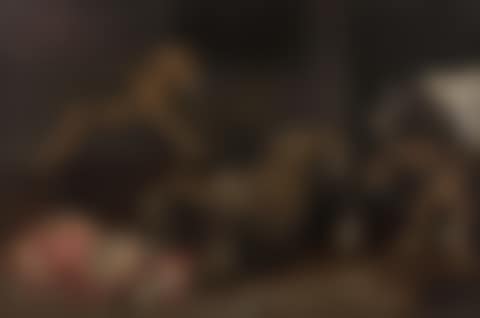 The dog's meal (preview)