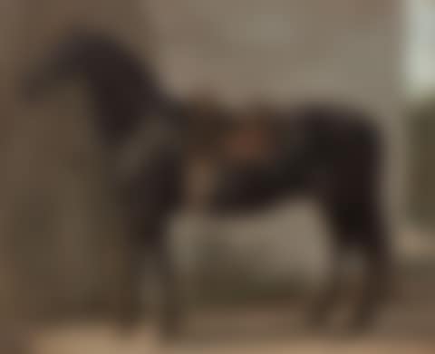 Black horse saddled (preview)