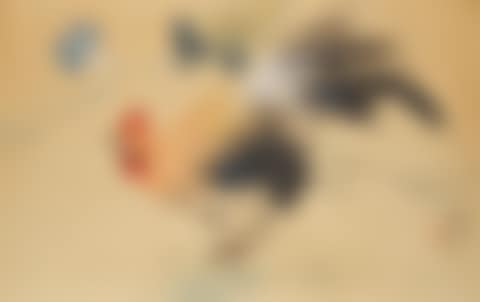 Rooster (preview)