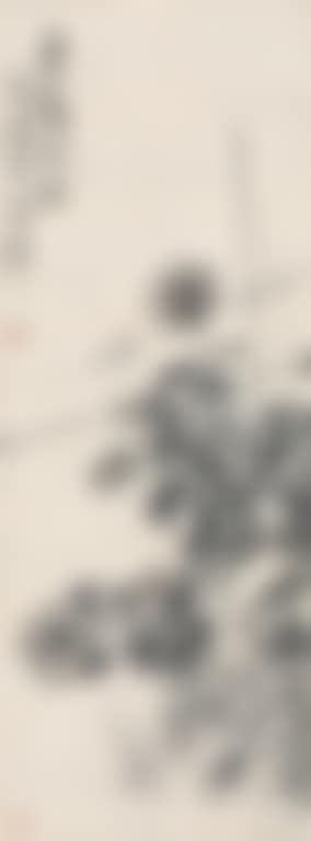 Chrysanthemum (preview)