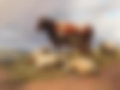 Cattle and sheep in a meadow in a vast landscape (preview)