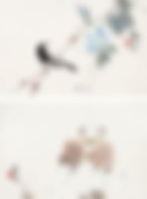 Flowers and Birds (preview)