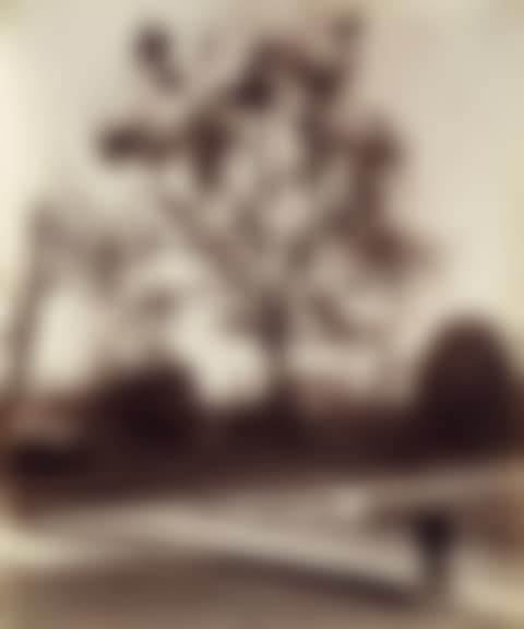 Arbre Avec Gui [tree With Mistletoe] (preview)