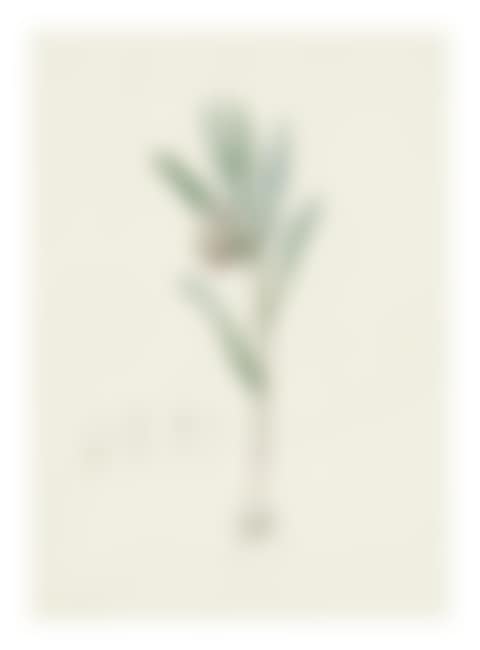 FRITILLARIA LATIFOLIA (preview)