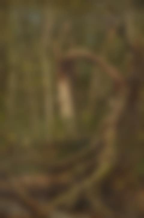 The Fallen Oak (preview)