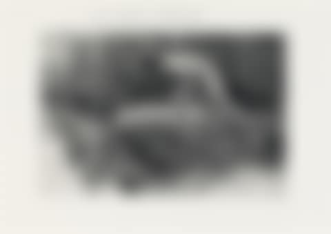 Narcissus (preview)
