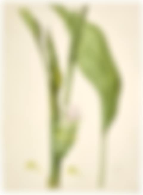 CURCUMA LONG (CURCUMA LONGA) (preview)