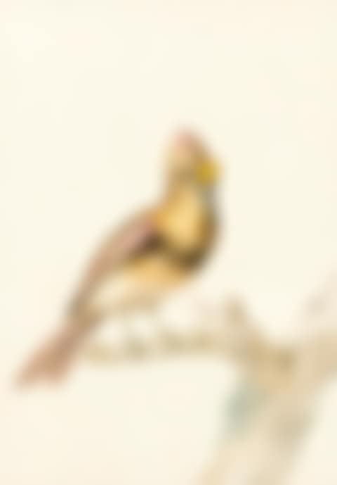 A FEMALE COMMON CARDINAL (CARDINALIS CARDINALIS) (preview)