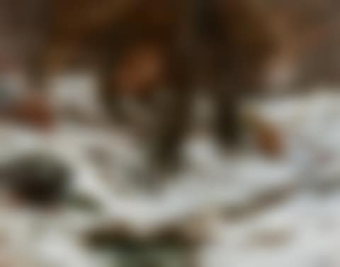 Paysage de neige avec arbres et rochers (preview)