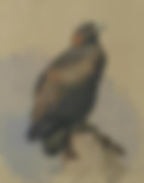 Golden Eagle (preview)