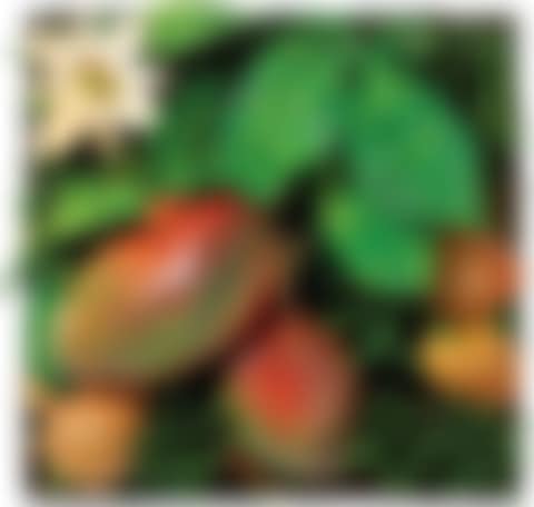 Passiflora e mangos (preview)