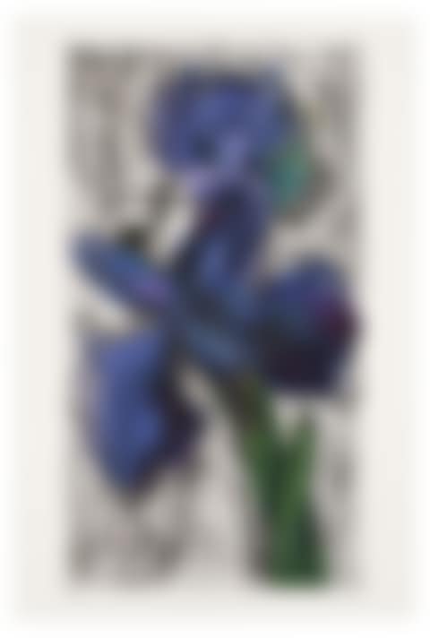Dutch Iris (preview)