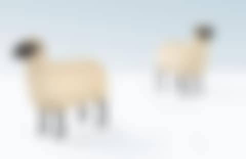 TWO MOUTONS DE PIERRE (preview)