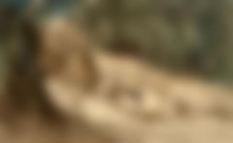 Horse carriage in a forest (preview)