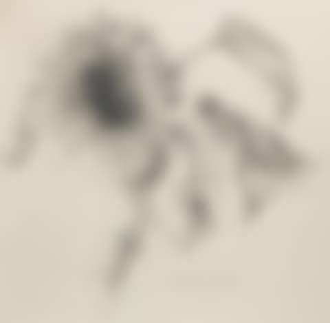 Sunflower (preview)
