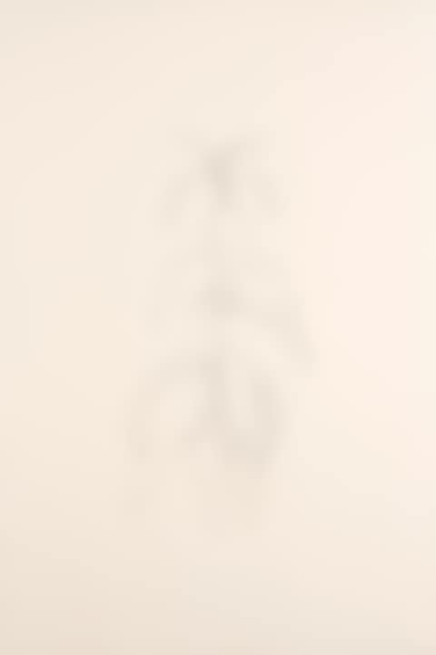 Peach Branch (A. 93; G. 529) (preview)