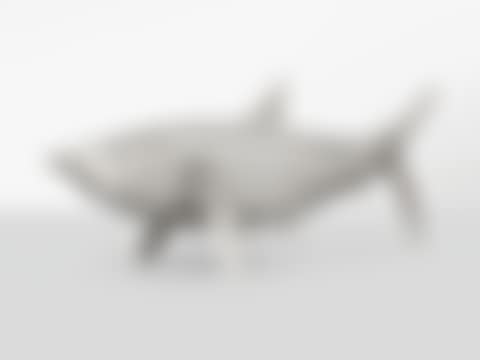 REQUIN MOYEN (preview)