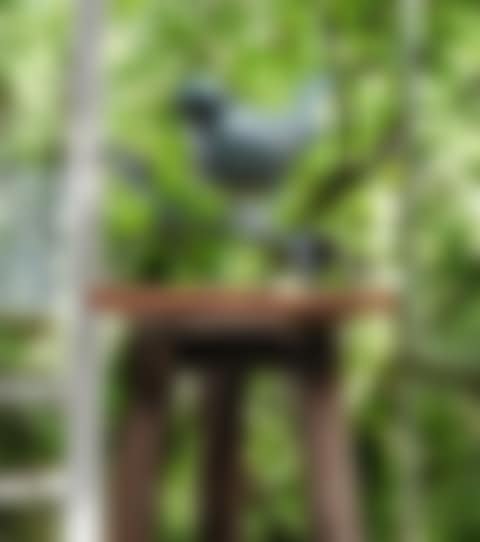 PETIT OISEAU DE PETER (preview)
