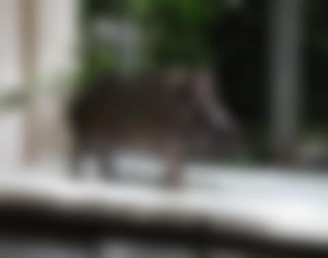 PETIT SANGLIER II (preview)