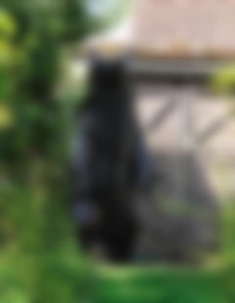 OURS (preview)