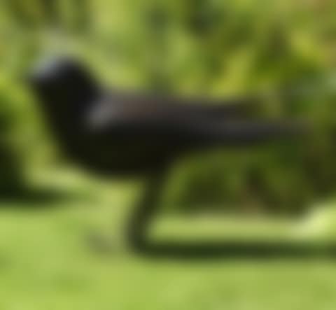 OISEAU DE JARDIN II (preview)