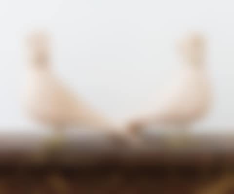 PAIR OF GRANDES COLOMBES DE ZAYNEB (preview)