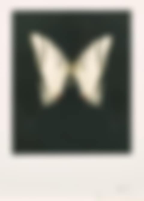 Spirit, from Butterfly Series (preview)