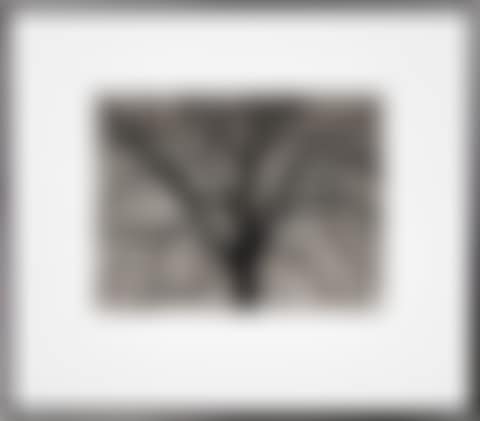 Study of Brooklyn Tree (preview)