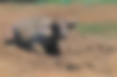 Resting Buffalo (preview)