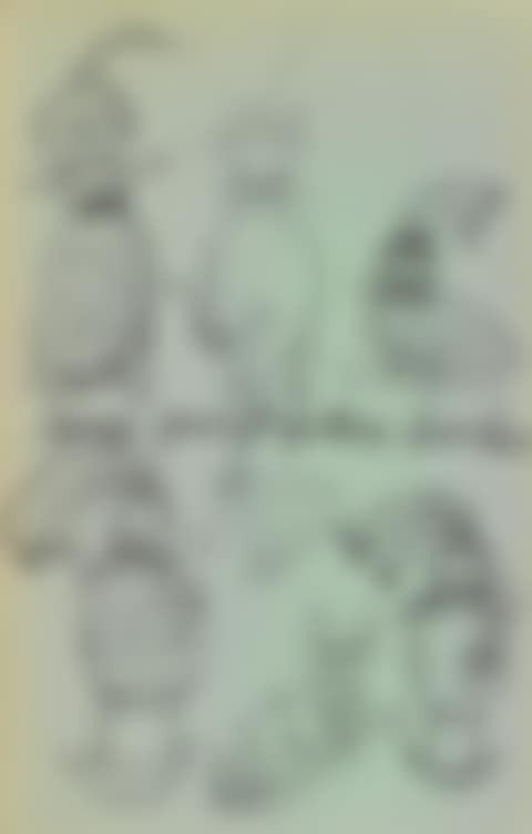 Holy Cats by Andy Warhol's Mother (preview)